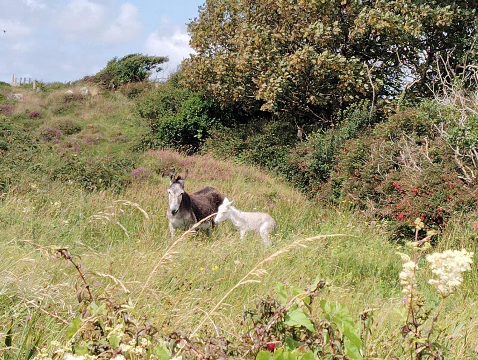 Ballyconneely House Galway Buitenkant foto